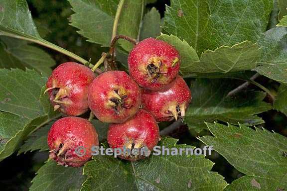 crataegus pinnatifida 3 graphic